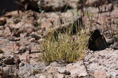 Muhlenbergia appressa, photographed by Steve Matson