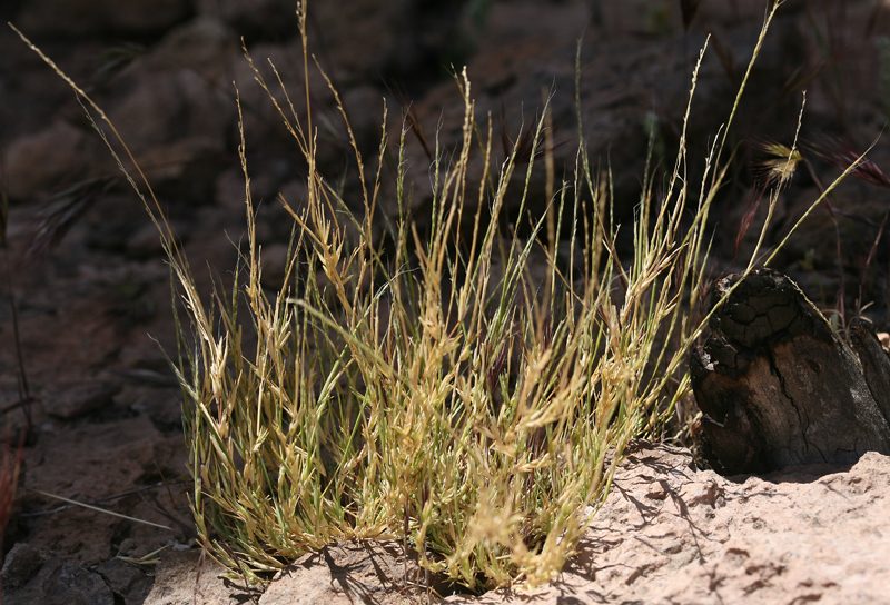Muhlenbergia appressa, photographed by Steve Matson