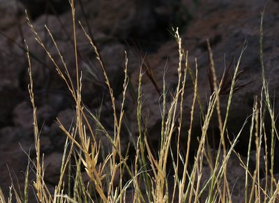 Muhlenbergia appressa, photographed by Steve Matson