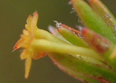 Struthiola parviflora, photographed by Nicola van Berkel