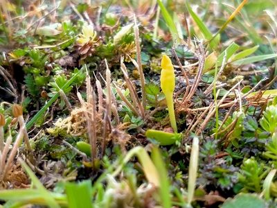 Ophioglossum coriaceum, photographed by John Barkla