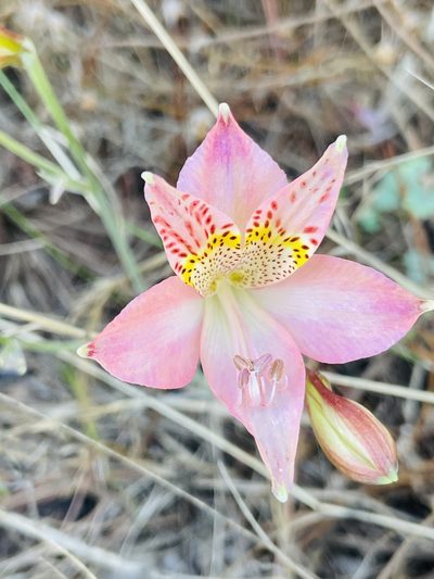 Alstroemeria hookeri, photographed by Francisco E. Fonturbel