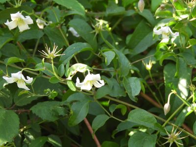 Clematis campaniflora, photographed by Santiago Martín-Bravo