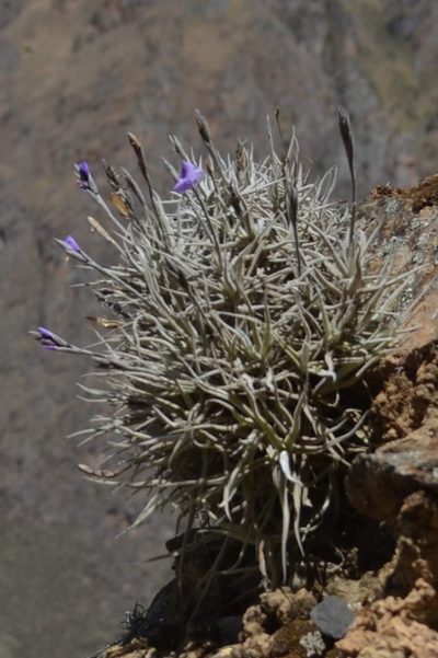 Tillandsia paleacea, photographed by Zac Peterson