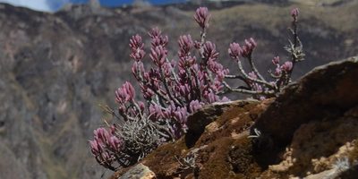 Oxalis teneriensis, photographed by Zac Peterson