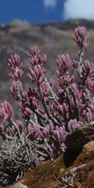 Oxalis teneriensis, photographed by Zac Peterson