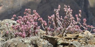 Oxalis teneriensis, photographed by Zac Peterson