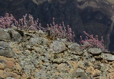 Oxalis teneriensis, photographed by Zac Peterson