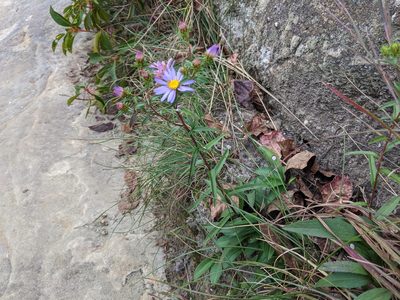 Eurybia surculosa, photographed by Austin Pursley