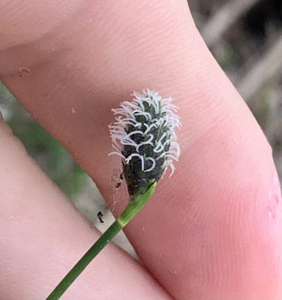 Fuirena scirpoidea, photographed by natalie