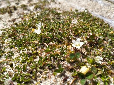 Wahlenbergia congesta, photographed by John Barkla