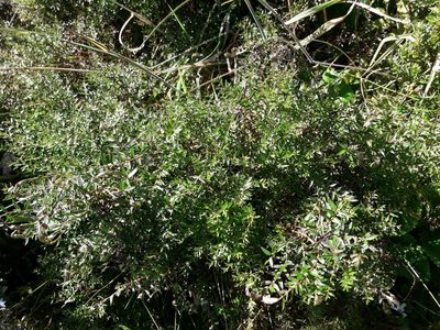Coriaria plumosa, photographed by naturewatchwidow