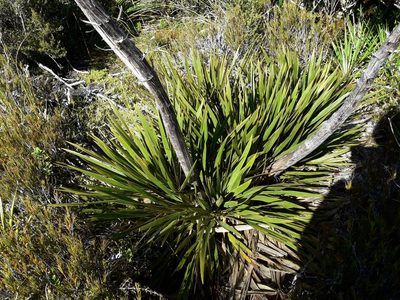 Aciphylla horrida, photographed by naturewatchwidow