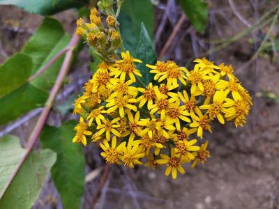 Senecio otites, photographed by Inao Vasquez