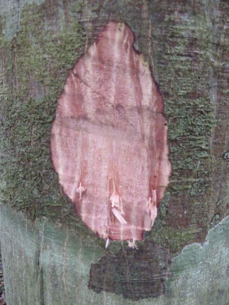 Ruptiliocarpon caracolito, photographed by Eduardo Chacón Madrigal