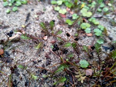 Juncus novae-zelandiae, photographed by John Barkla