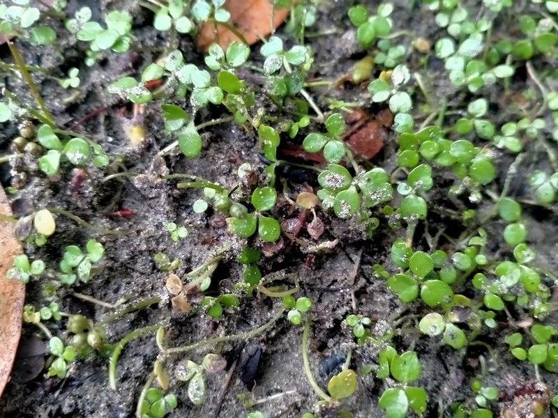 Azorella nitens, photographed by John Barkla