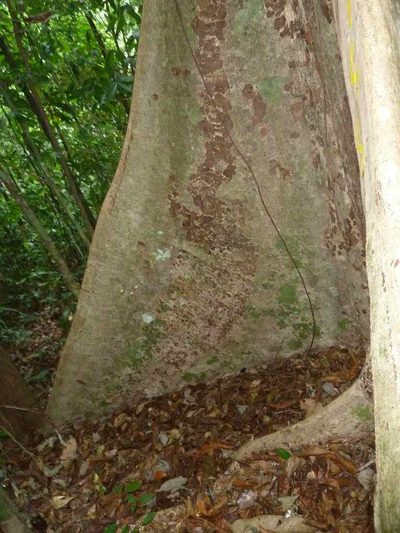 Carapa guianensis, photographed by Eduardo Chacón Madrigal