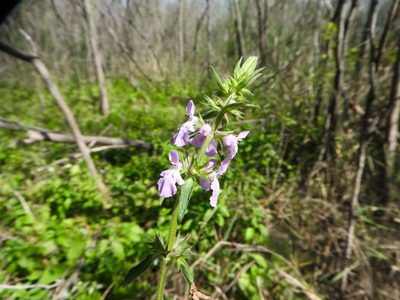 Stachys drummondii, photographed by Tom Field