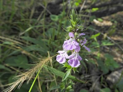Stachys drummondii, photographed by Tom Field