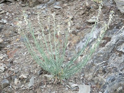 Boechera polyantha, photographed by dougbrown
