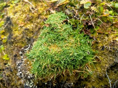 Agrostis muscosa, photographed by John Barkla