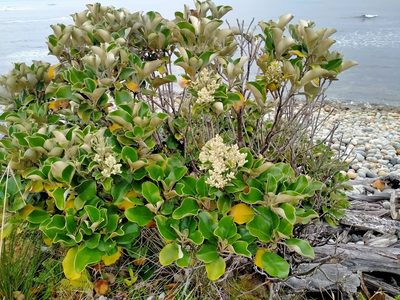 Brachyglottis rotundifolia, photographed by John Barkla