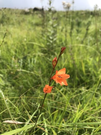 Tritonia disticha, photographed by Sam McCarren
