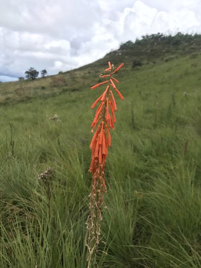 Kniphofia laxiflora, photographed by Sam McCarren