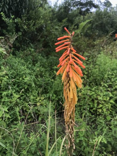 Kniphofia laxiflora, photographed by Sam McCarren
