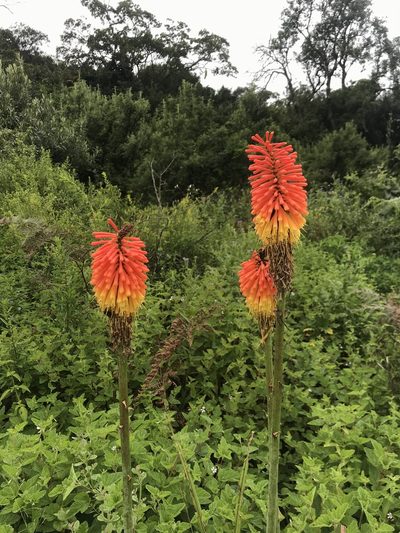 Kniphofia tysonii, photographed by Sam McCarren