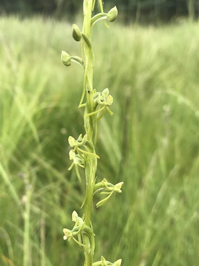 Habenaria filicornis, photographed by Sam McCarren
