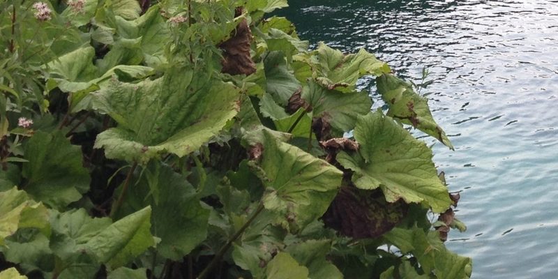Petasites kablikianus, photographed by Zac Peterson