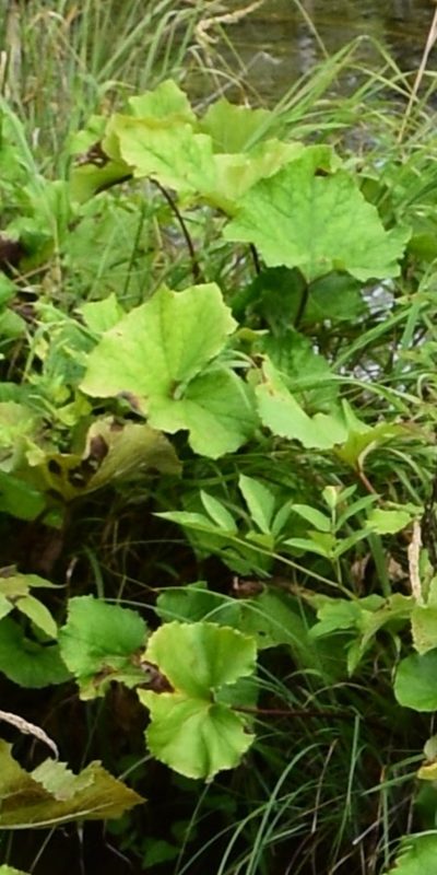 Petasites kablikianus, photographed by Zac Peterson