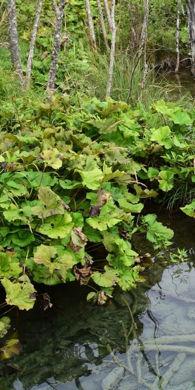 Petasites kablikianus, photographed by Zac Peterson
