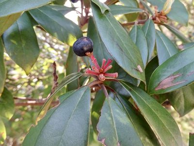 Machilus velutinus, photographed by Toby Y