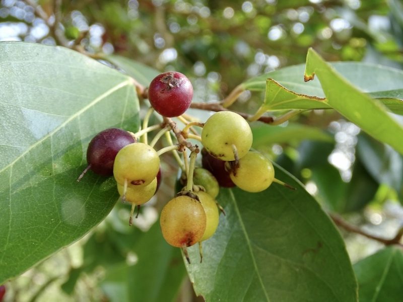 Scolopia saeva, photographed by Toby Y