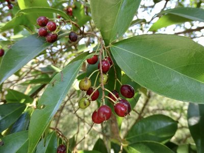 Scolopia saeva, photographed by Toby Y