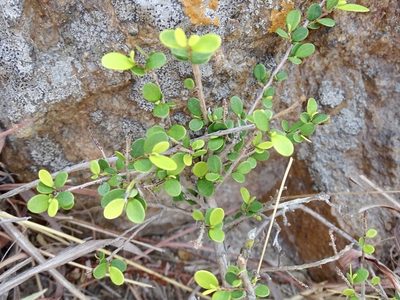 Phyllanthus cochinchinensis, photographed by Toby Y