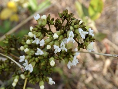 Dalbergia benthamii, photographed by Toby Y