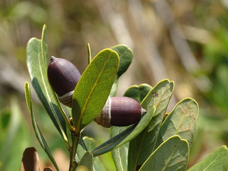 Quercus litseoides, photographed by Toby Y