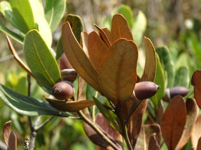 Quercus litseoides, photographed by Toby Y
