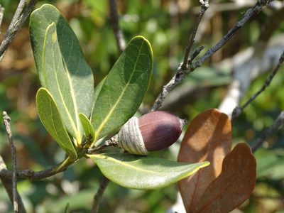 Quercus litseoides, photographed by Toby Y