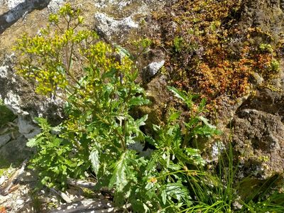 Senecio biserratus, photographed by John Barkla