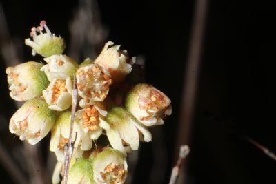 Cephalotus follicularis, photographed by Em Lamond