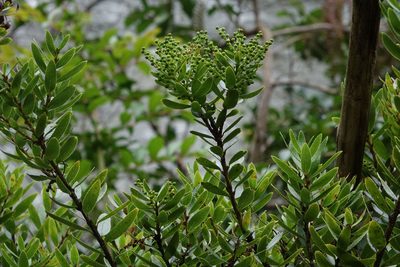 Gaultheria rupestris, photographed by John Barkla