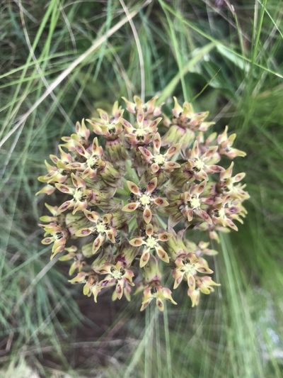 Asclepias macropus, photographed by Sam McCarren