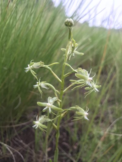 Habenaria humilior, photographed by Sam McCarren