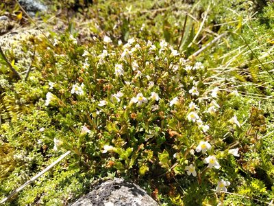 Euphrasia australis, photographed by Leon Perrie