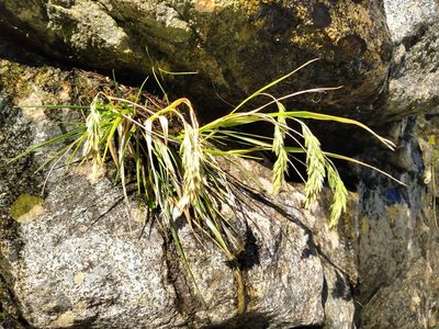 Poa novae-zelandiae, photographed by Leon Perrie